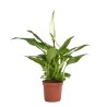 SPATHIPHYLLUM