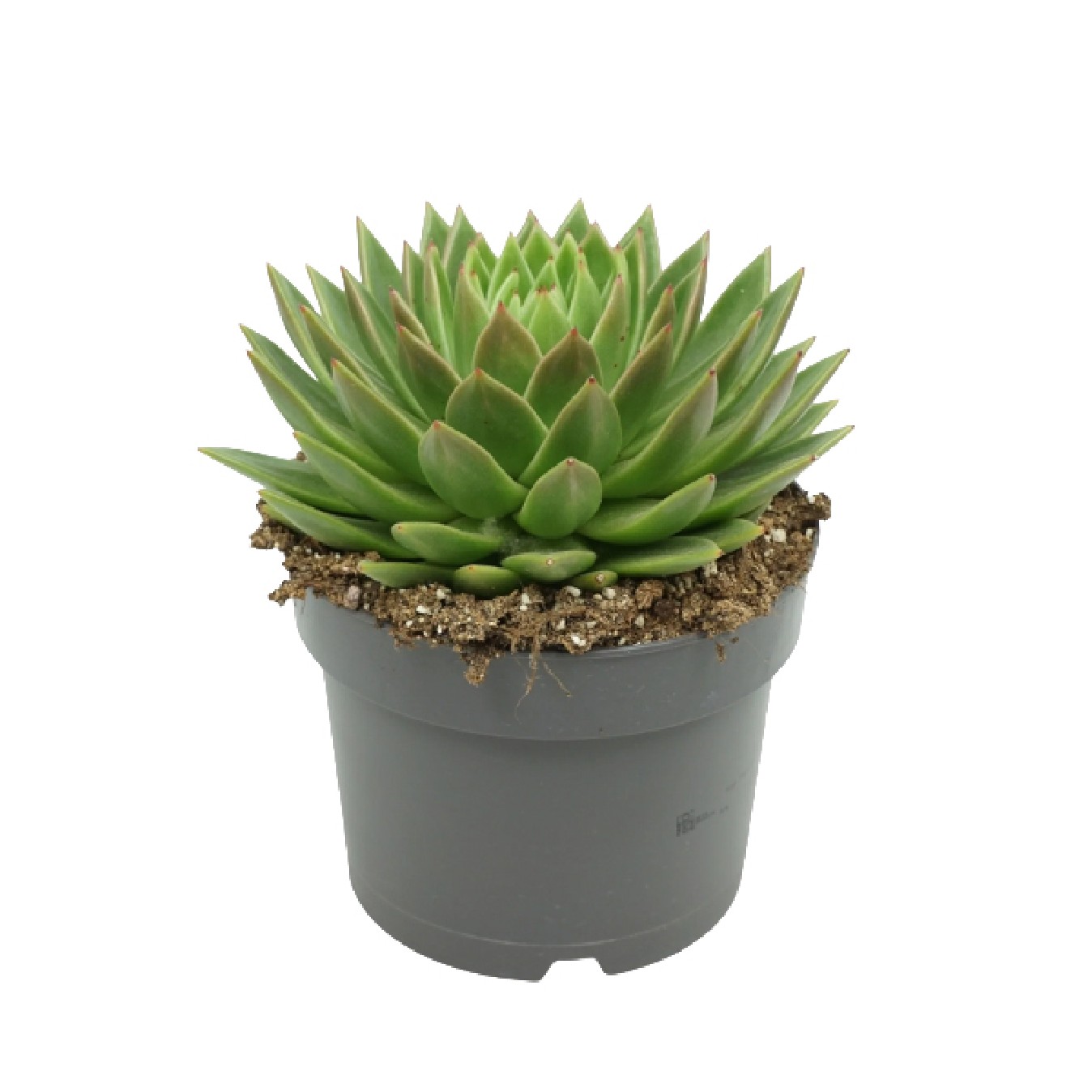 SUCULENTA