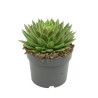 SUCULENTA