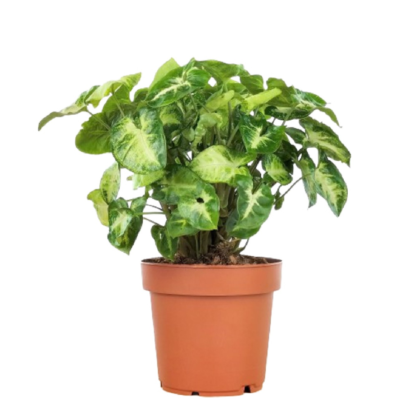 SYNGONIUM