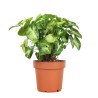 SYNGONIUM