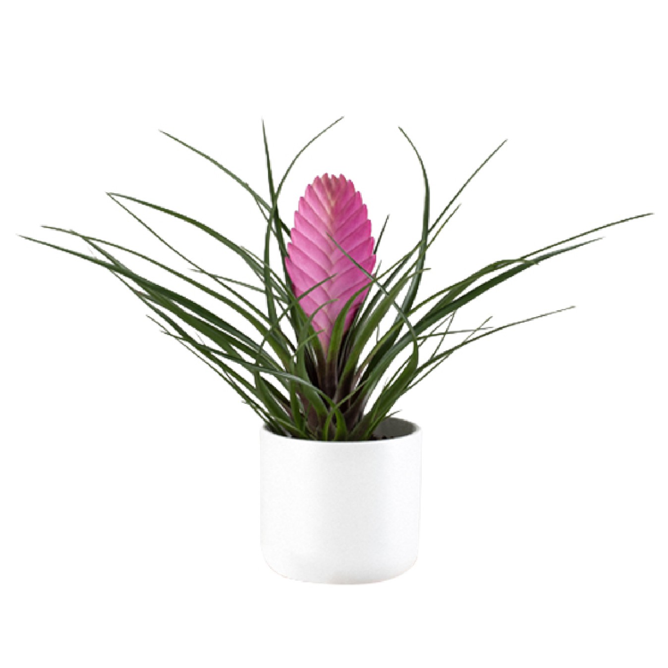 TILLANDSIA