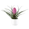 TILLANDSIA