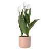 TULIPAN PLANTA