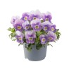 VIOLA EVO