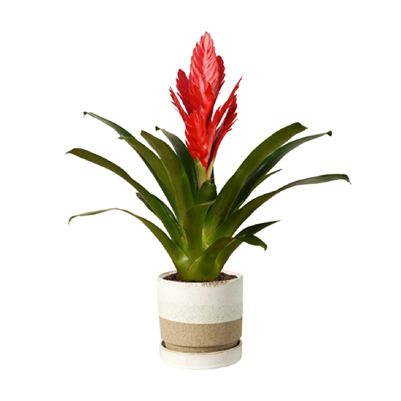 VRIESEA