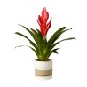 VRIESEA