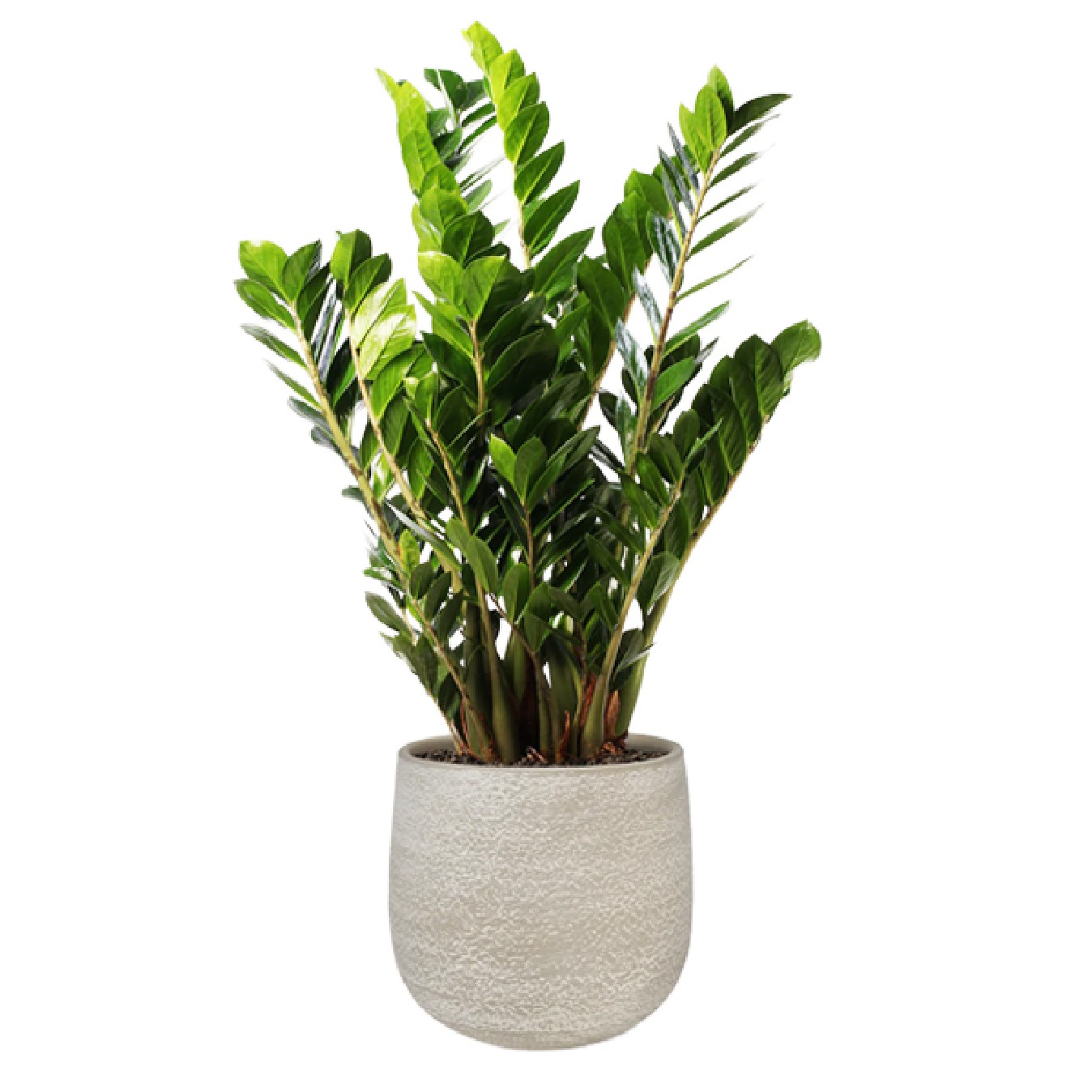 ZAMIOCULCAS
