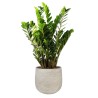ZAMIOCULCAS