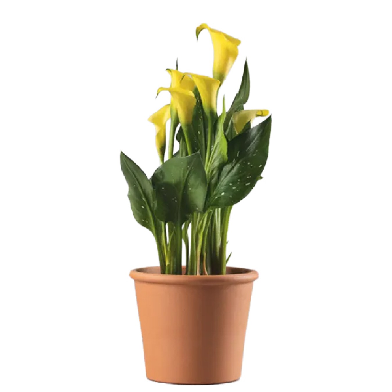 ZANTEDESCHIA