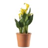 ZANTEDESCHIA