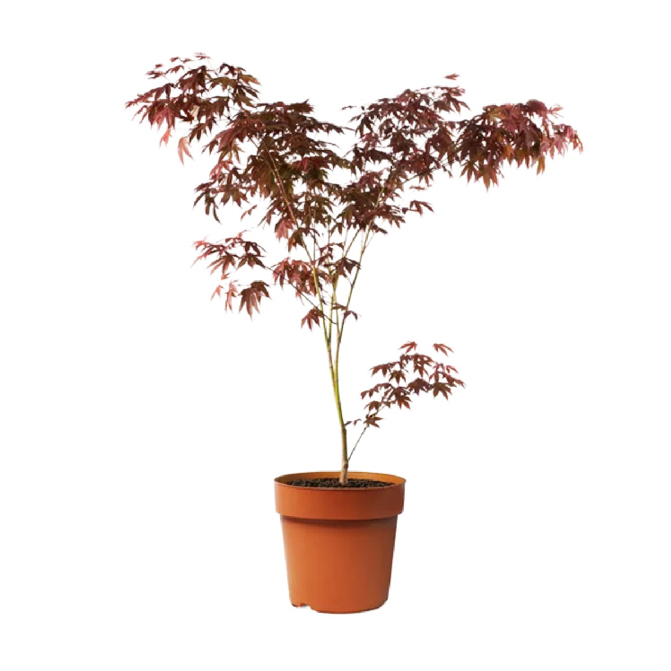 ACER