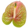 ANTHURIUM