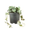 CEROPEGIA