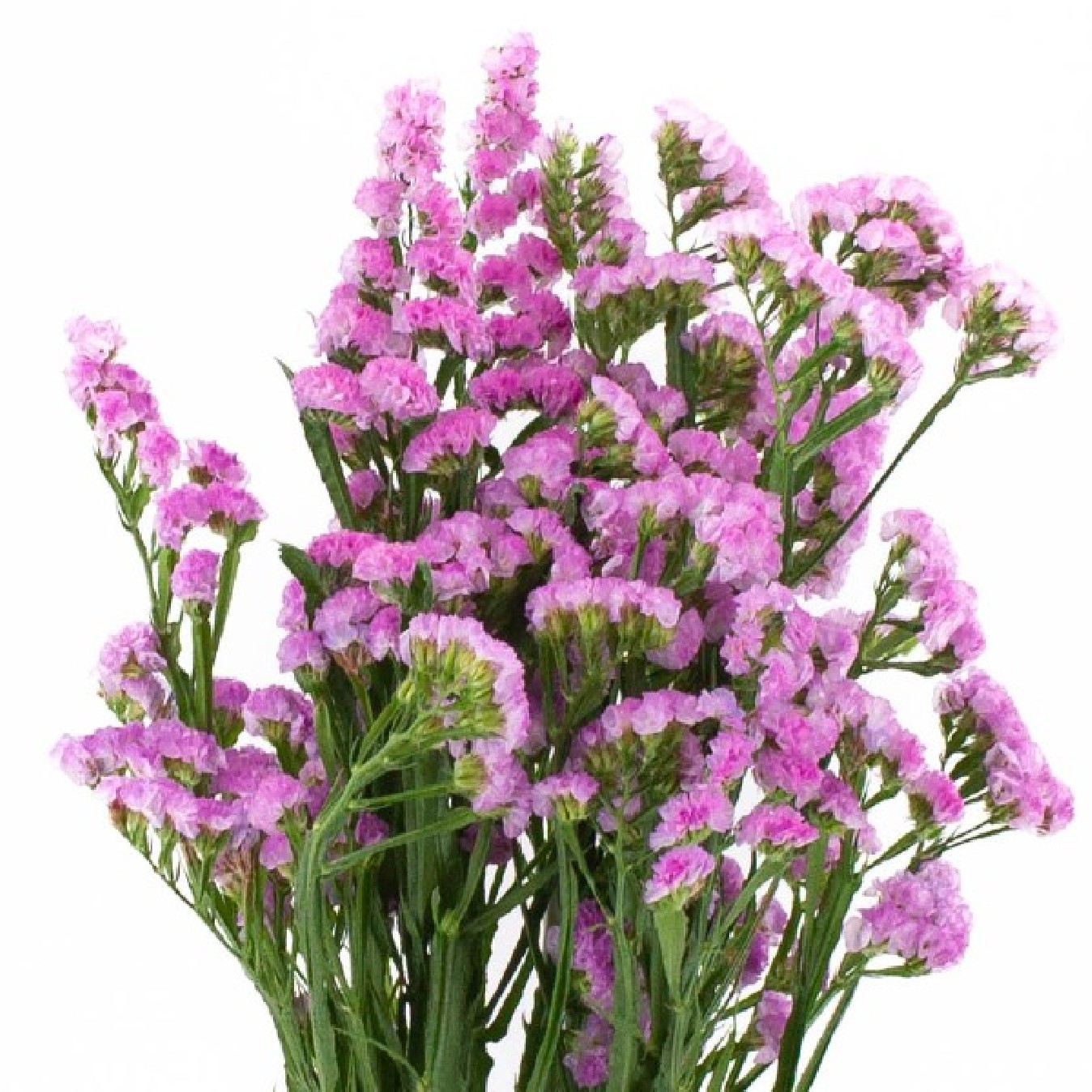 FLOR RELLENO