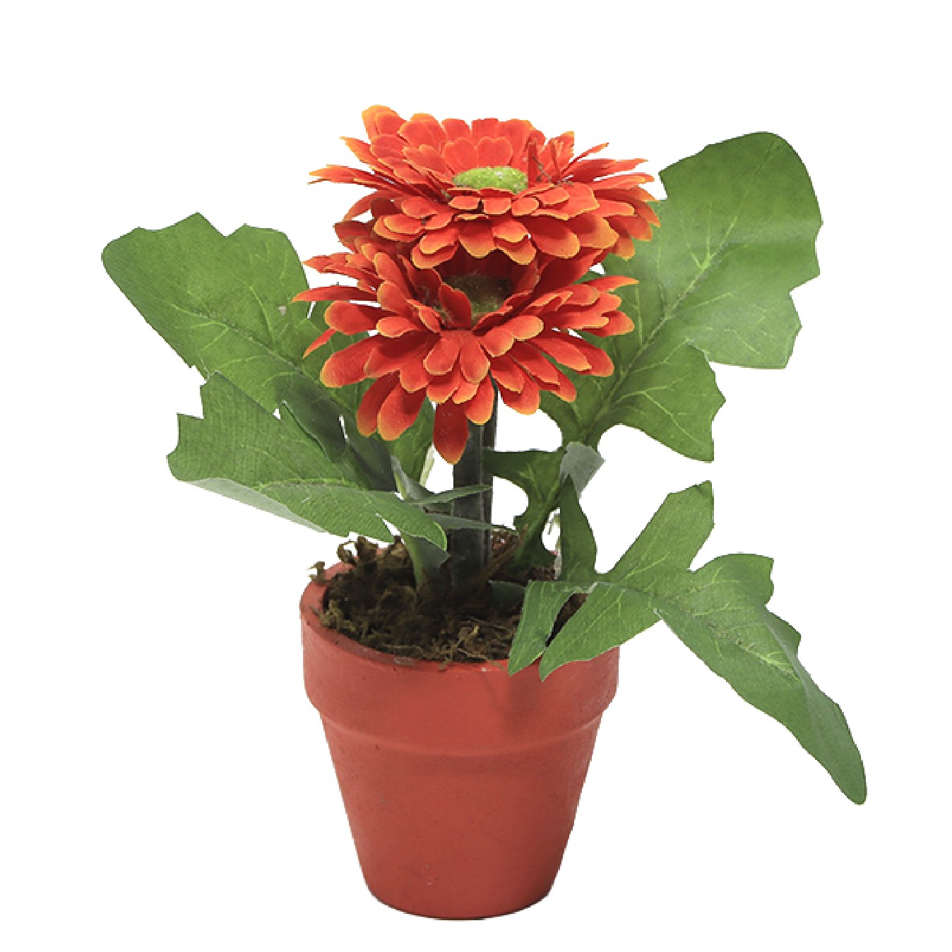 GERBERA 