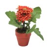 GERBERA 
