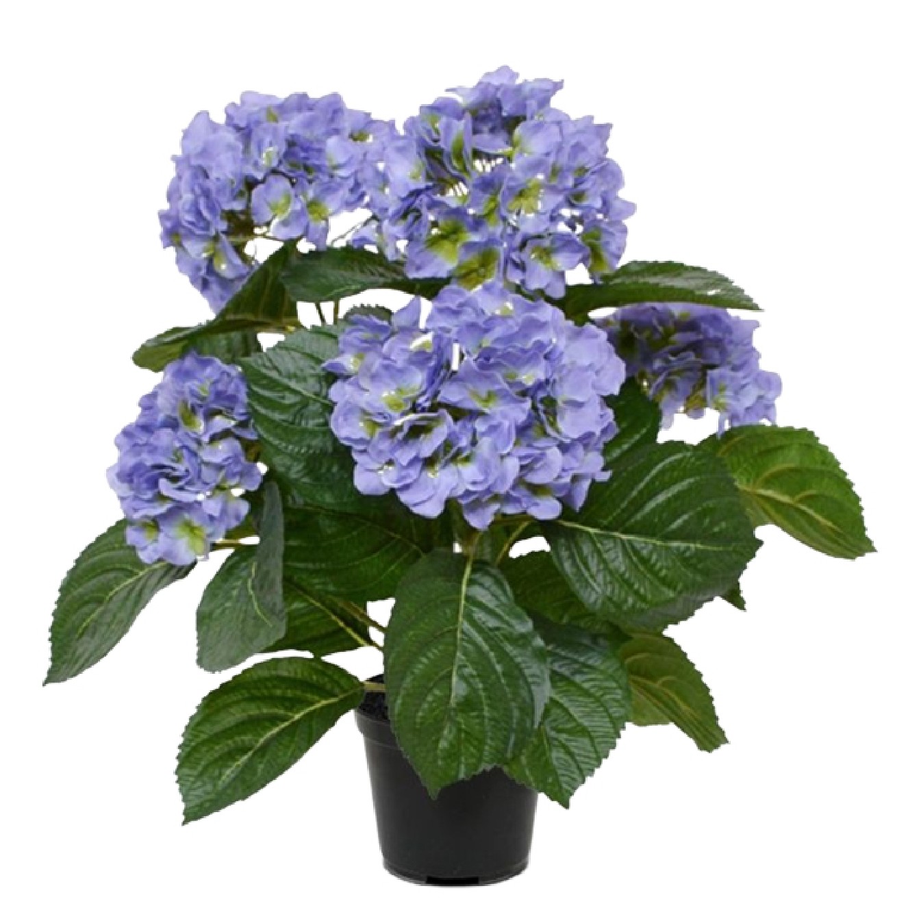 HORTENSIA