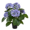 HORTENSIA