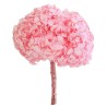HORTENSIA PRESERVADA