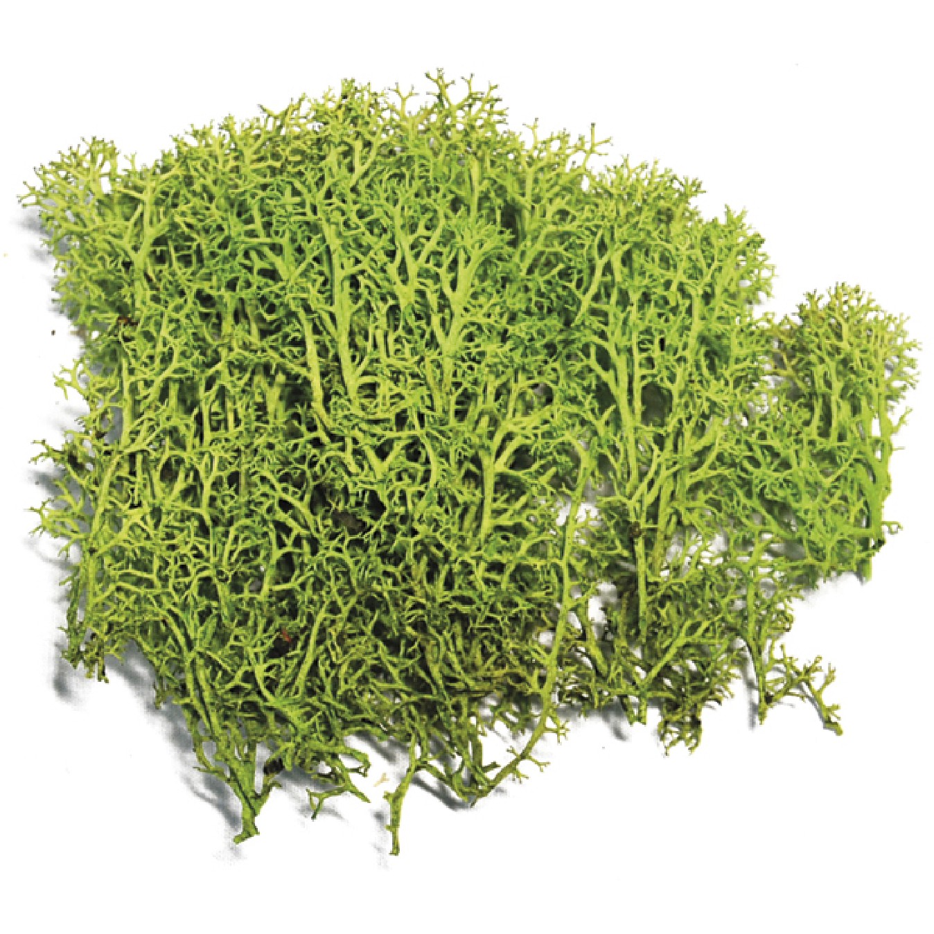 MUSGO PRESERVADO