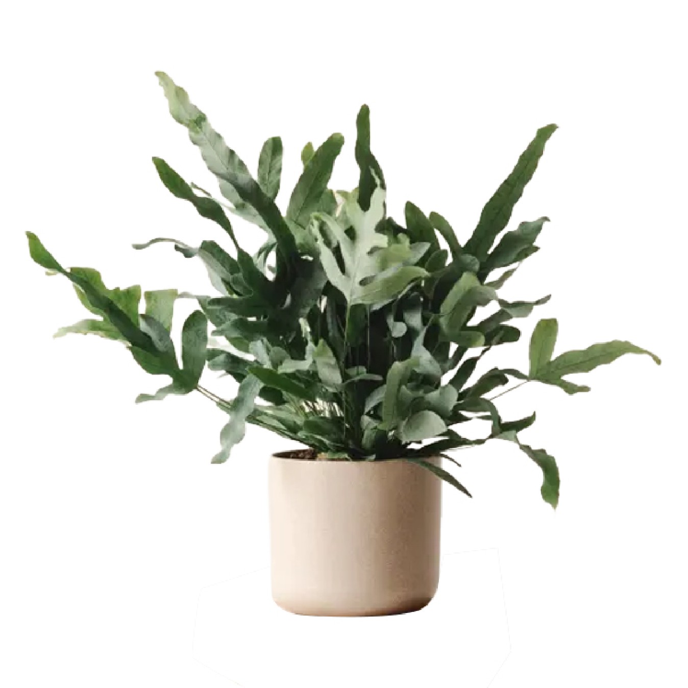 PHLEBODIUM