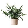 PHLEBODIUM
