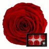 ROSA PRESERVADA