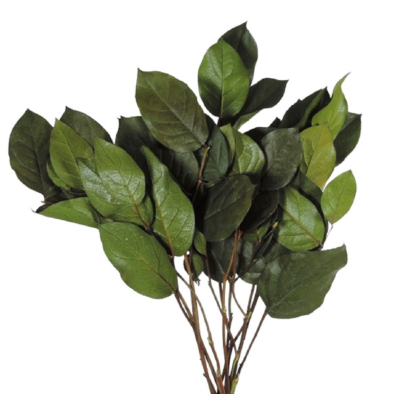 SALAL VERT