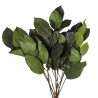 SALAL VERT