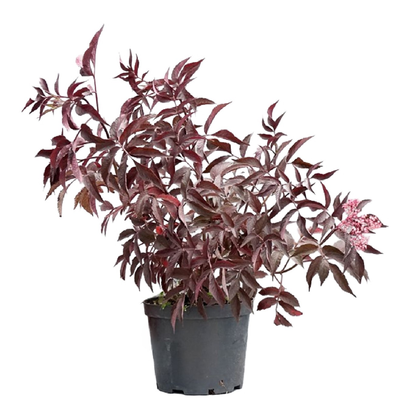 SAMBUCUS