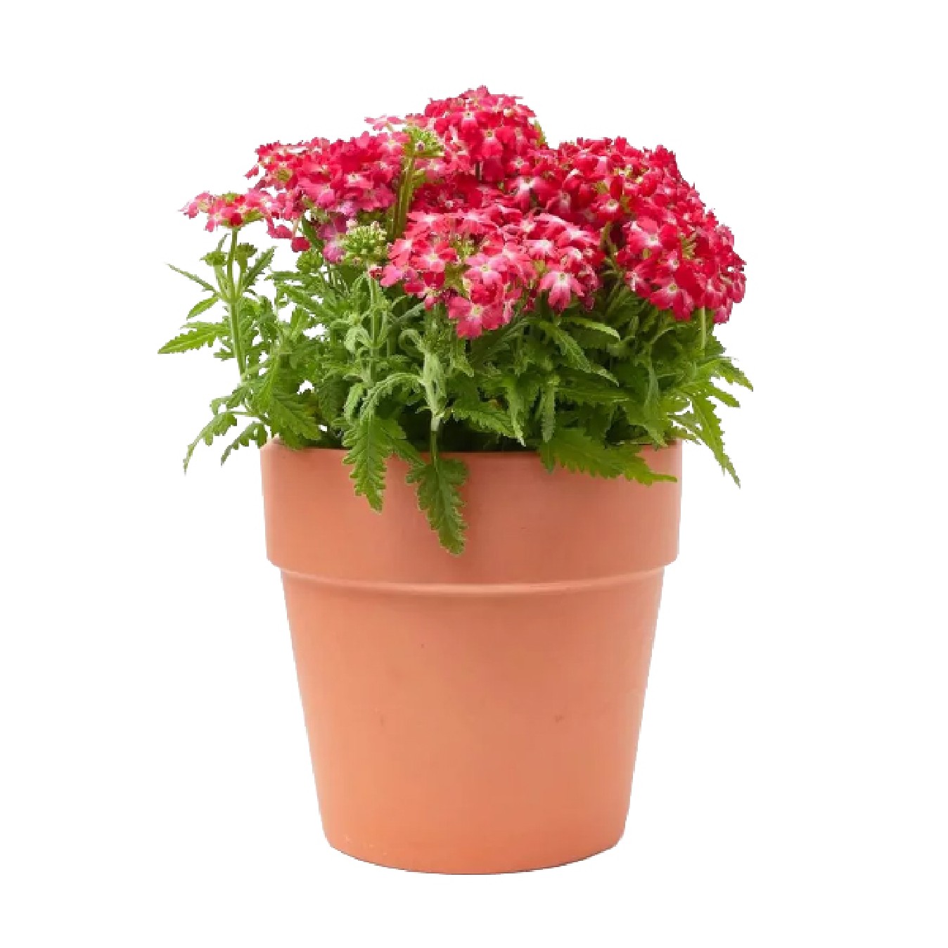 VERBENA