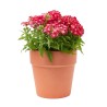 VERBENA