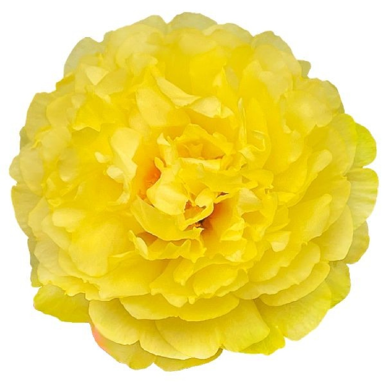FLORES AMARILLAS