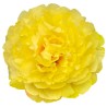 FLORES AMARILLAS