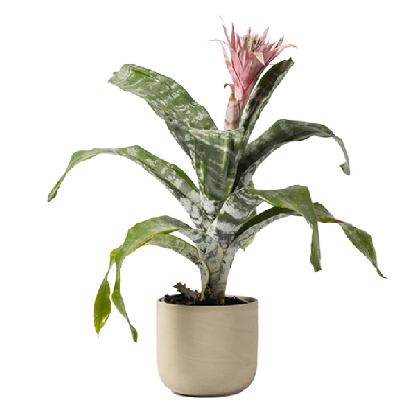 AECHMEA