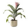 AECHMEA