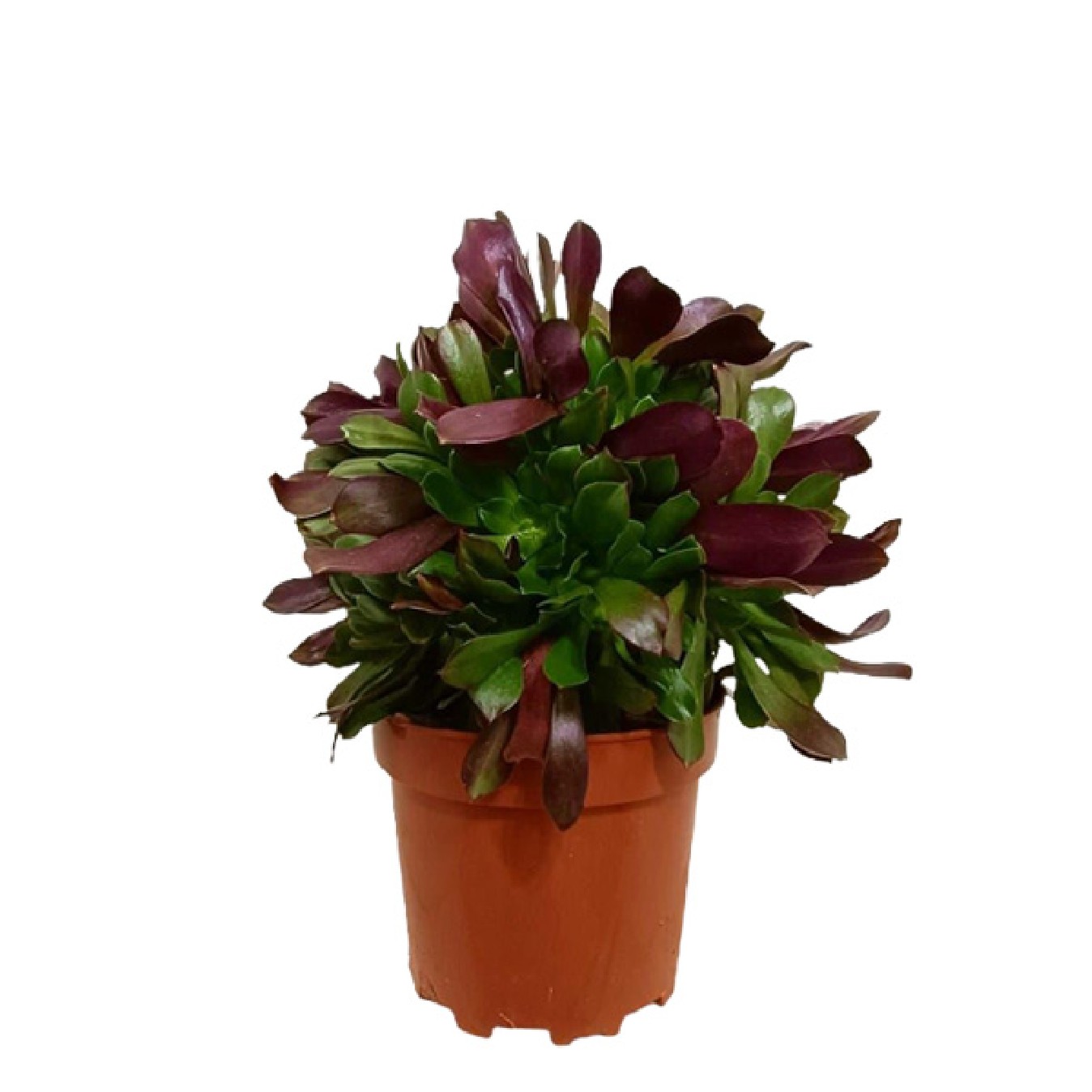 AEONIUM