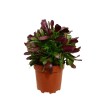 AEONIUM