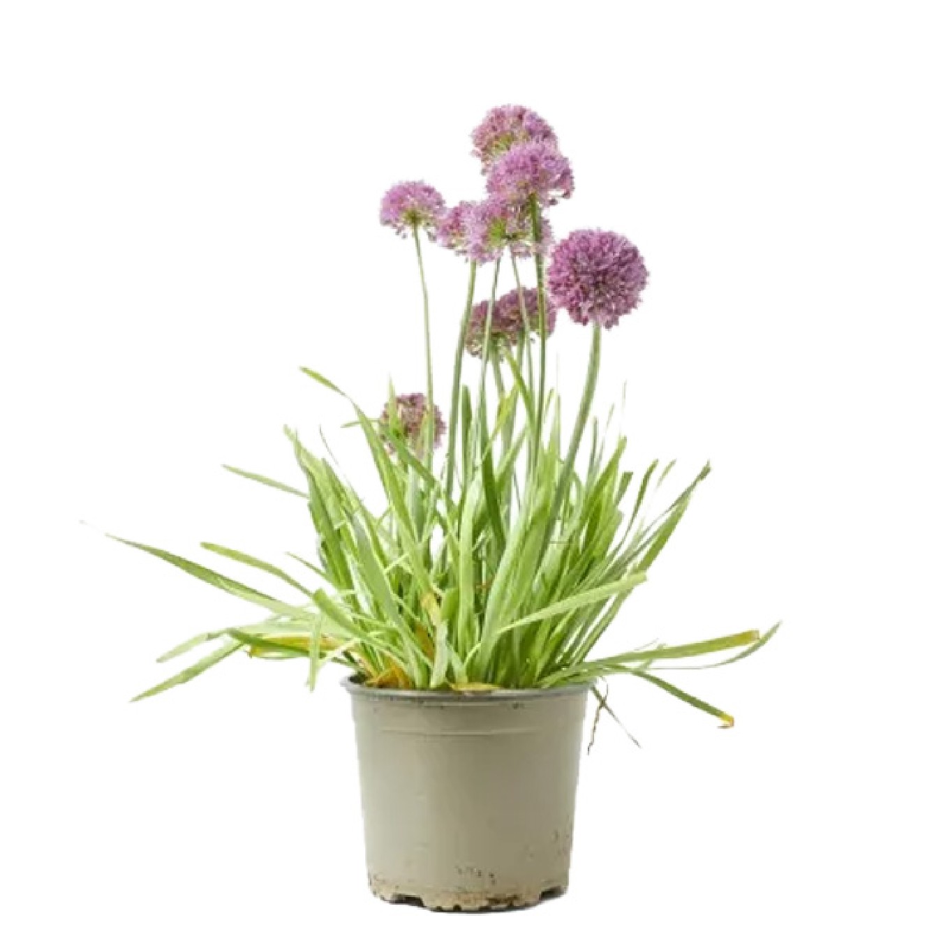ALLIUM