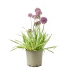 ALLIUM