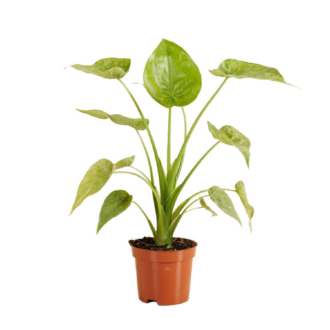 ALOCASIA