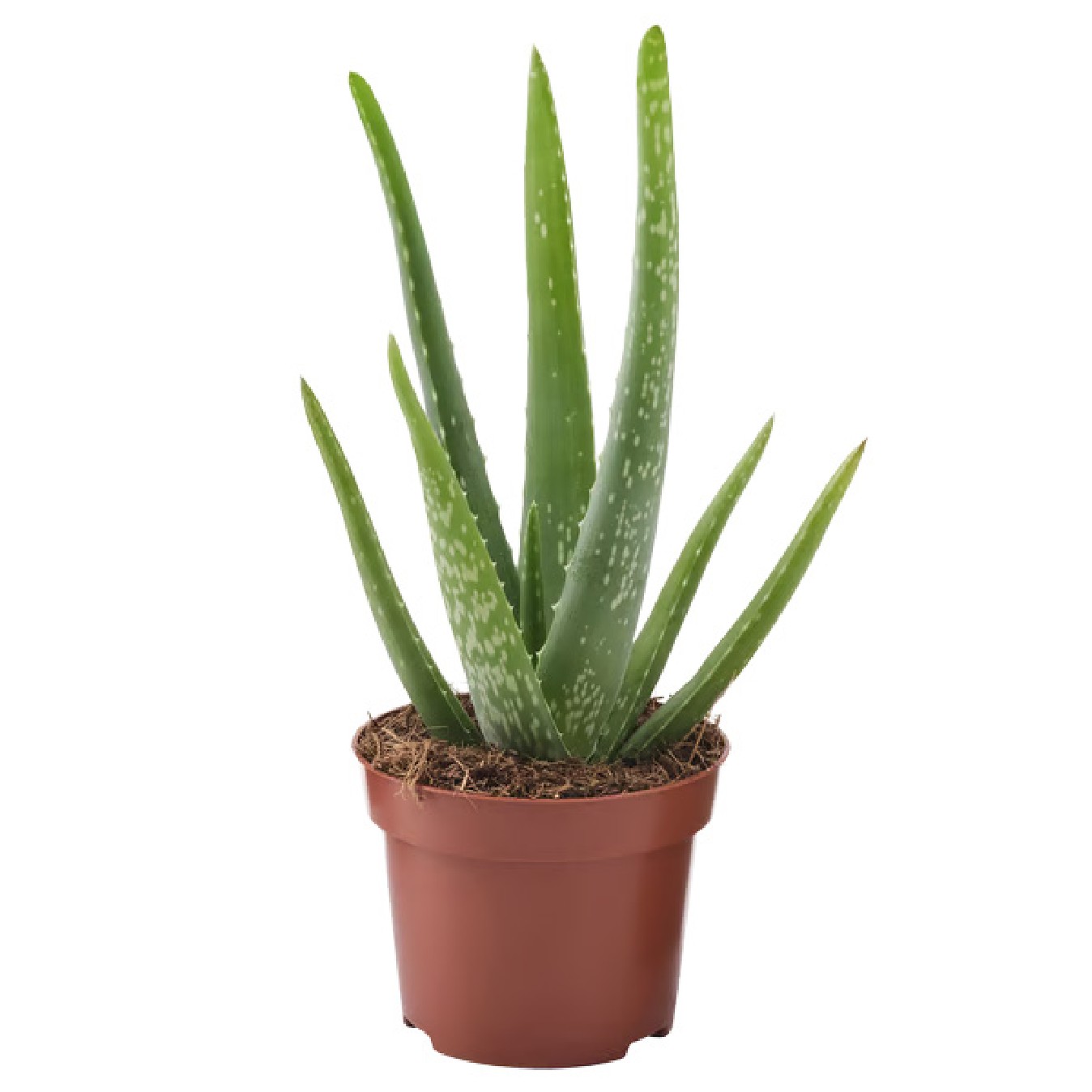 ALOE