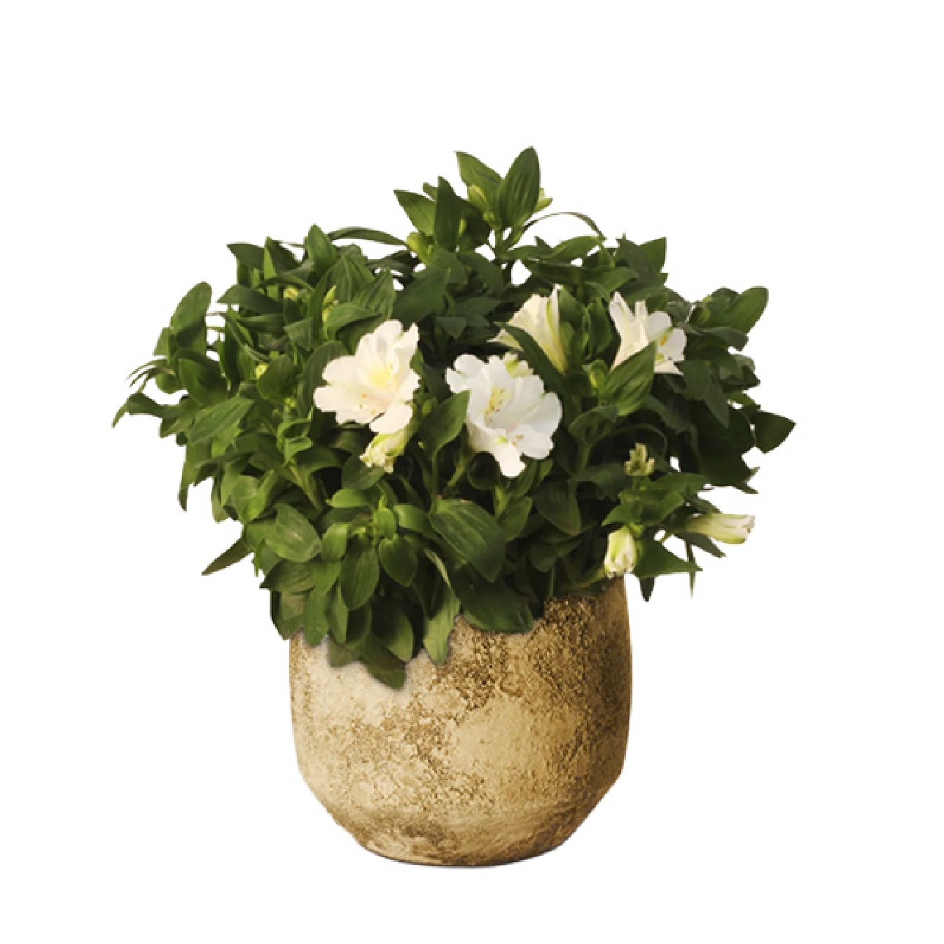 ALSTROEMERIA PLANTA