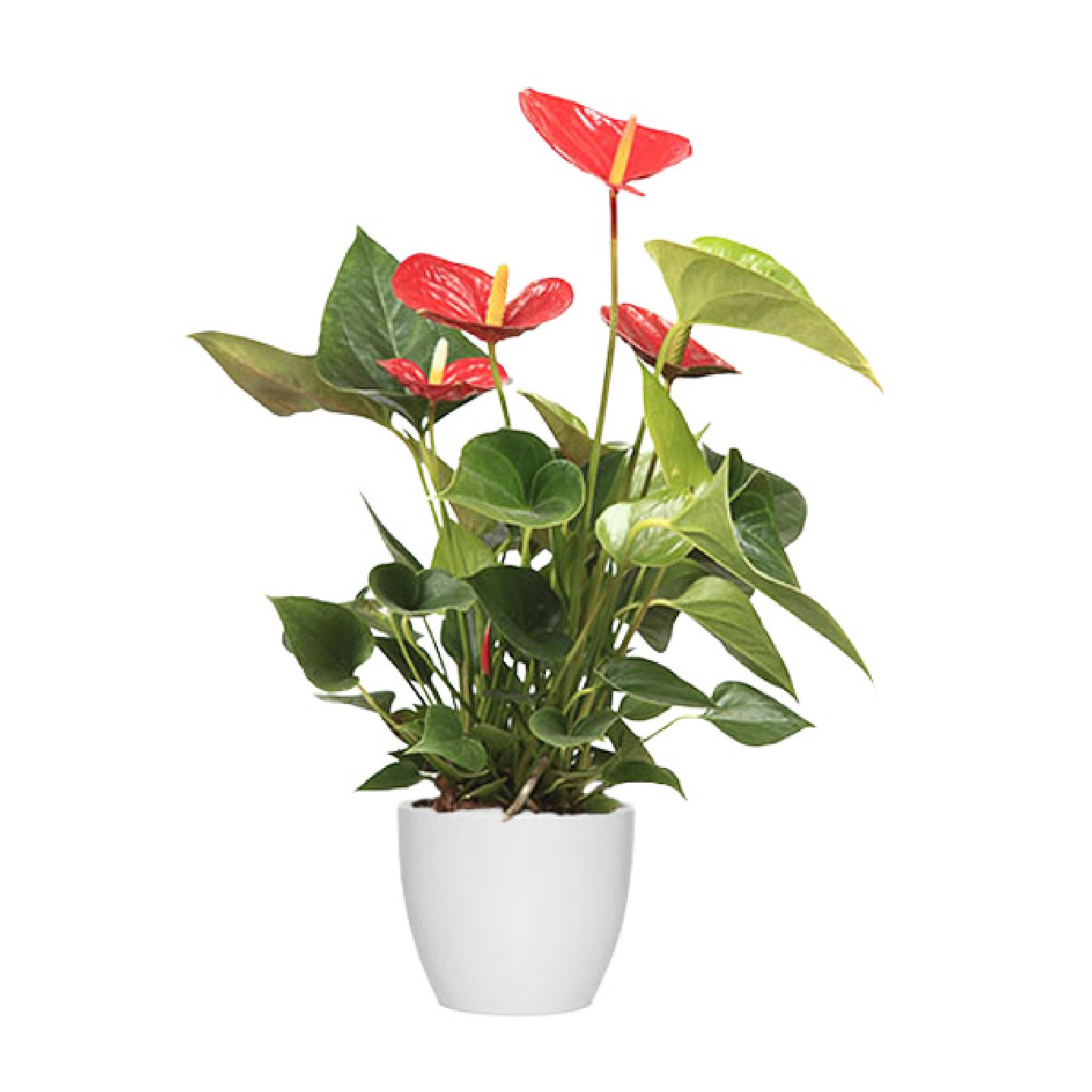 ANTHURIUM