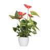 ANTHURIUM