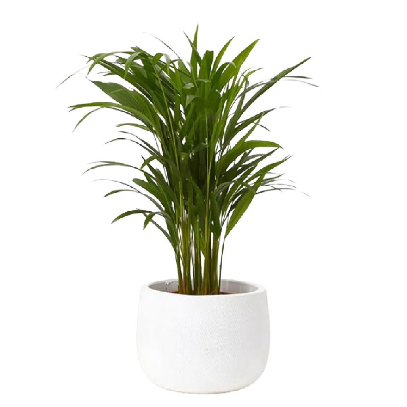 ARECA