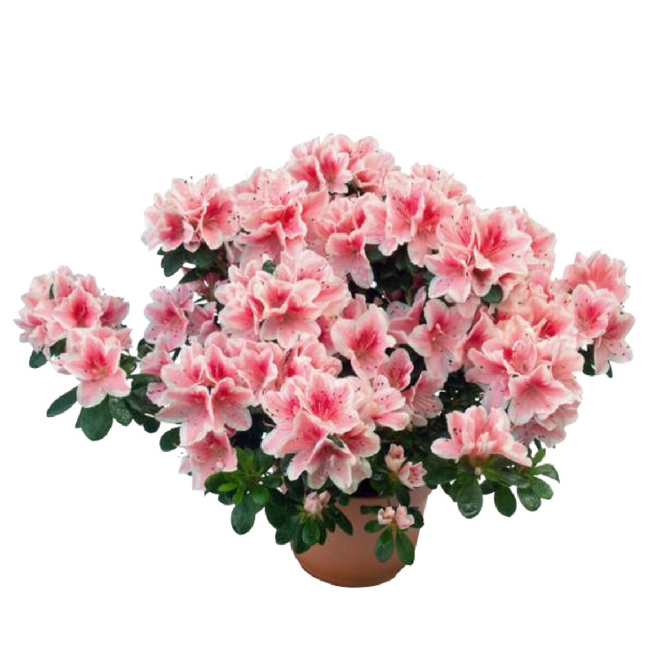 AZALEA