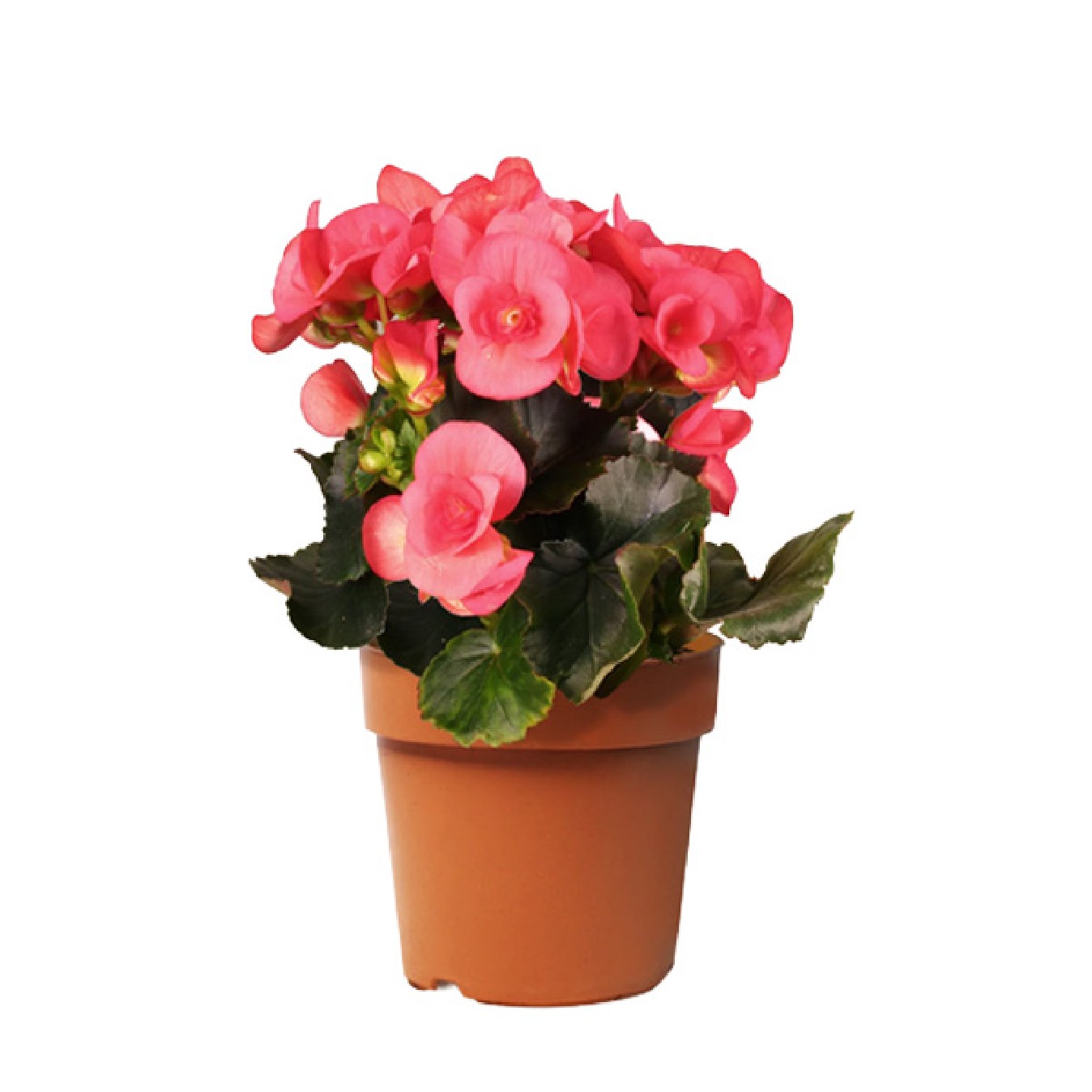 BEGONIA