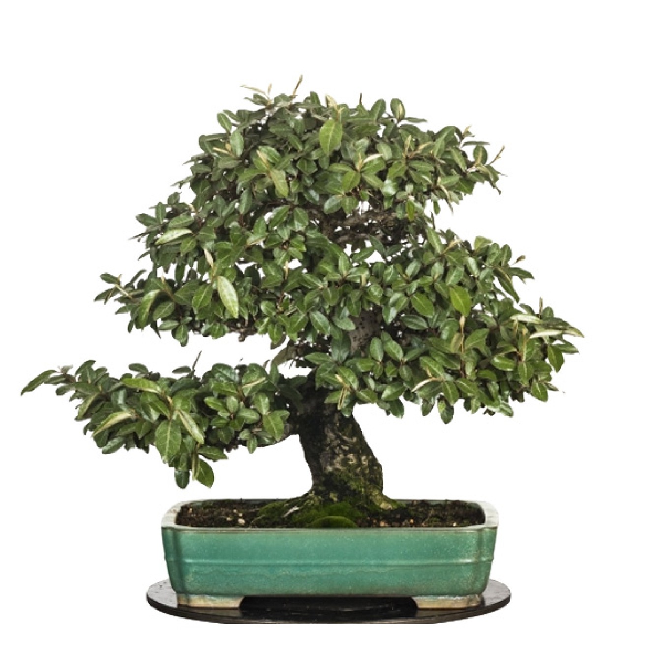 BONSAI